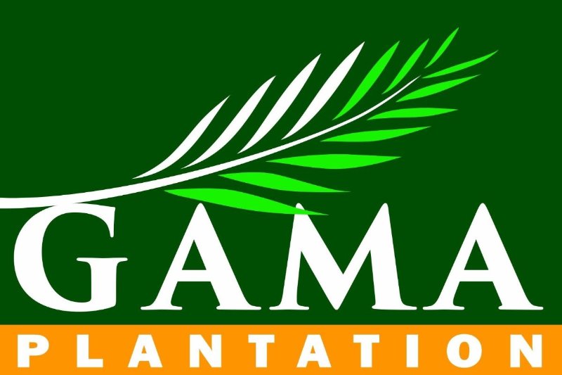loker pt th indo plantations gama plantation