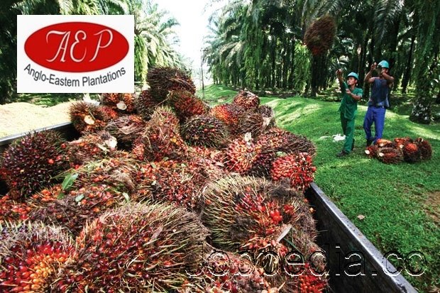 lowongan kerja pt anglo eastern plantations management indonesia terbaru